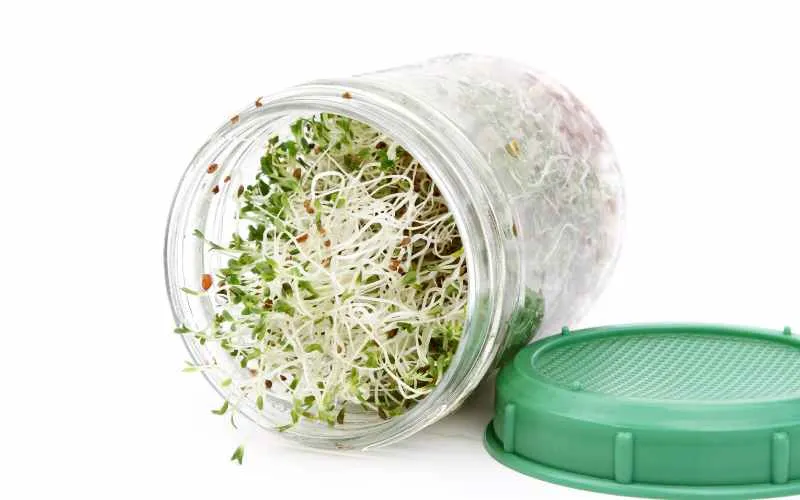 Broccoli Sprouts