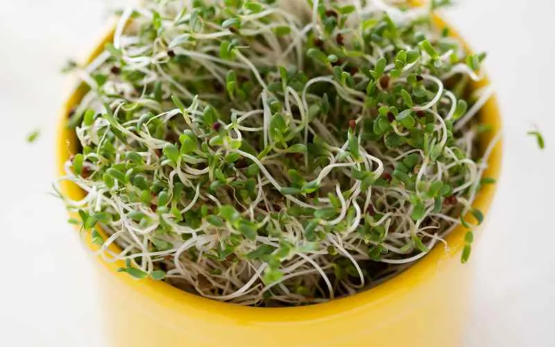 cup of Alfalfa Sprouts