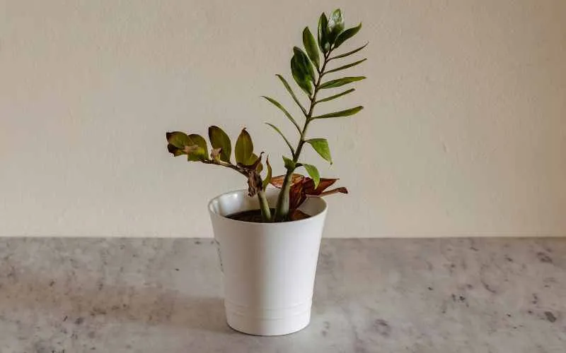 plant in low light dying