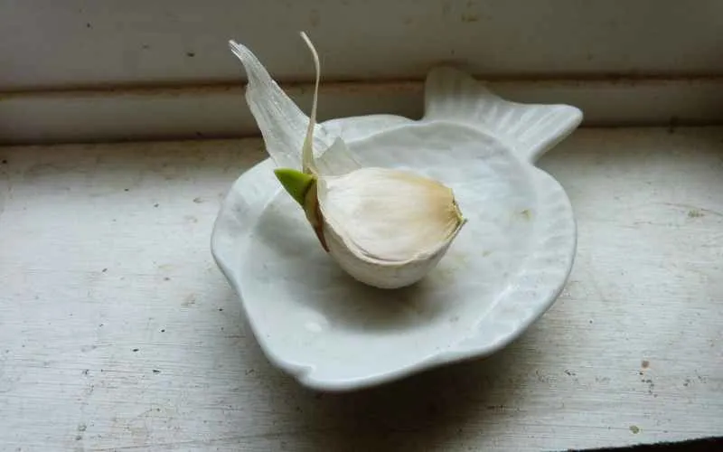 garlic clove on a plate