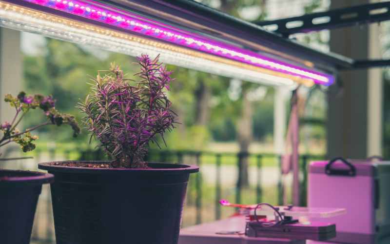 grow lights for indoor plants