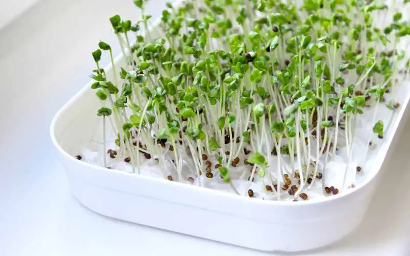 kale Sprouts