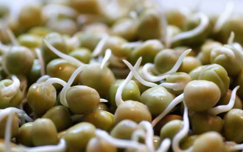 pea sprout