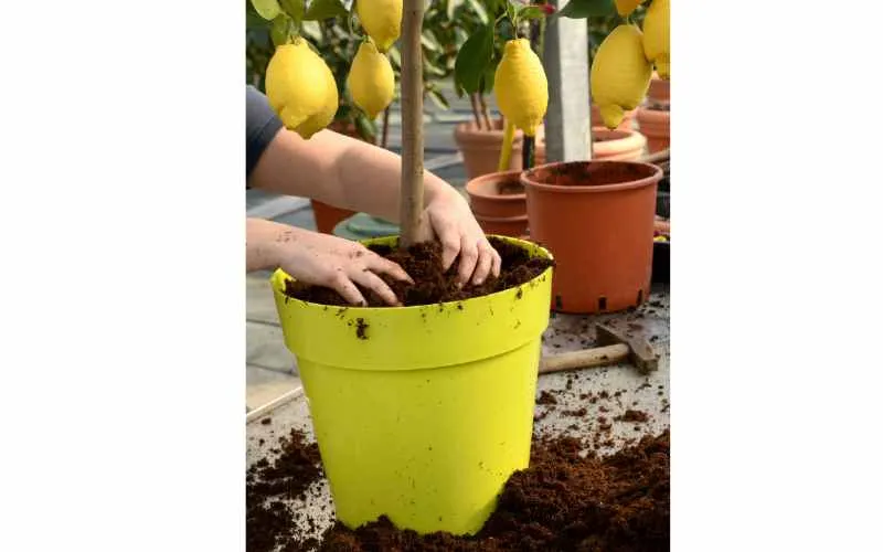potting citrus with soil