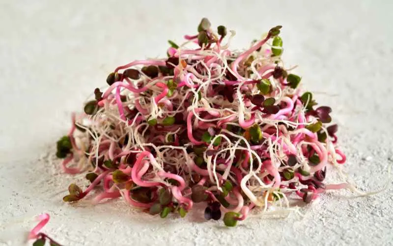 radish sprout