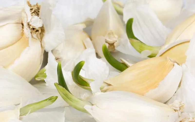 sprouted garlic cloves