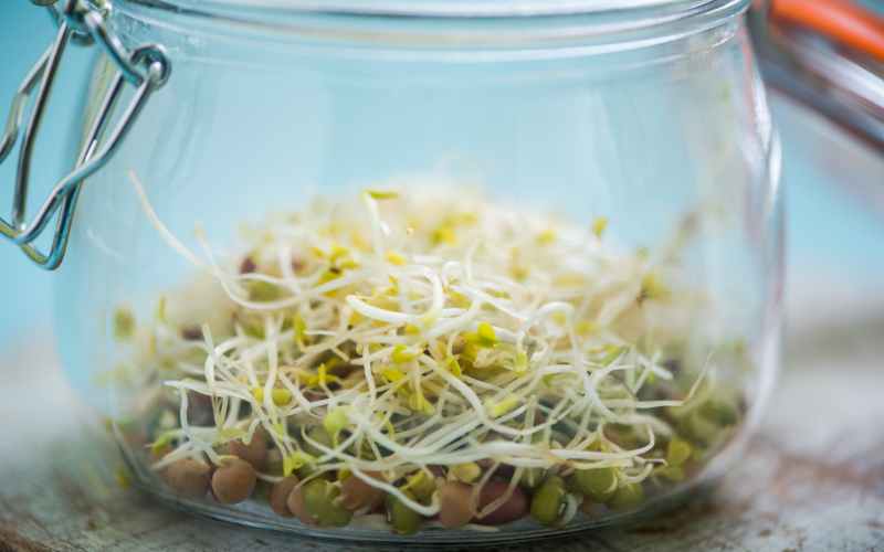 sprouting peas in a jar