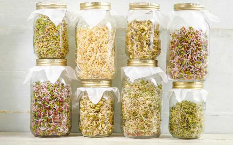 8 sprout jars