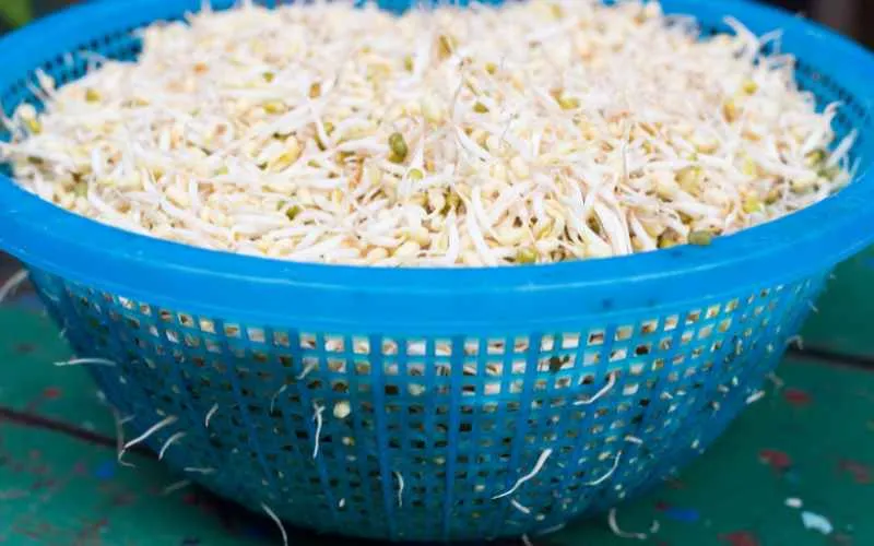 bean sprouts rinse