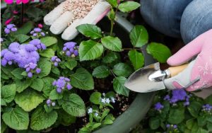 fertilizing flowers in container