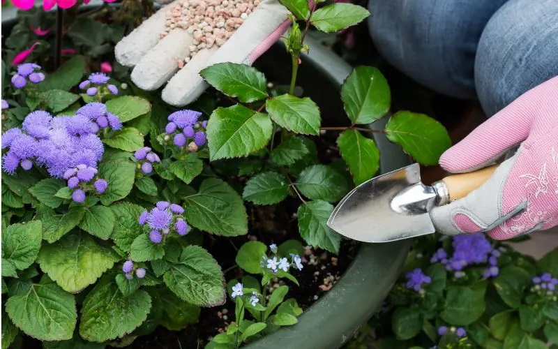 fertilizing flowers in container