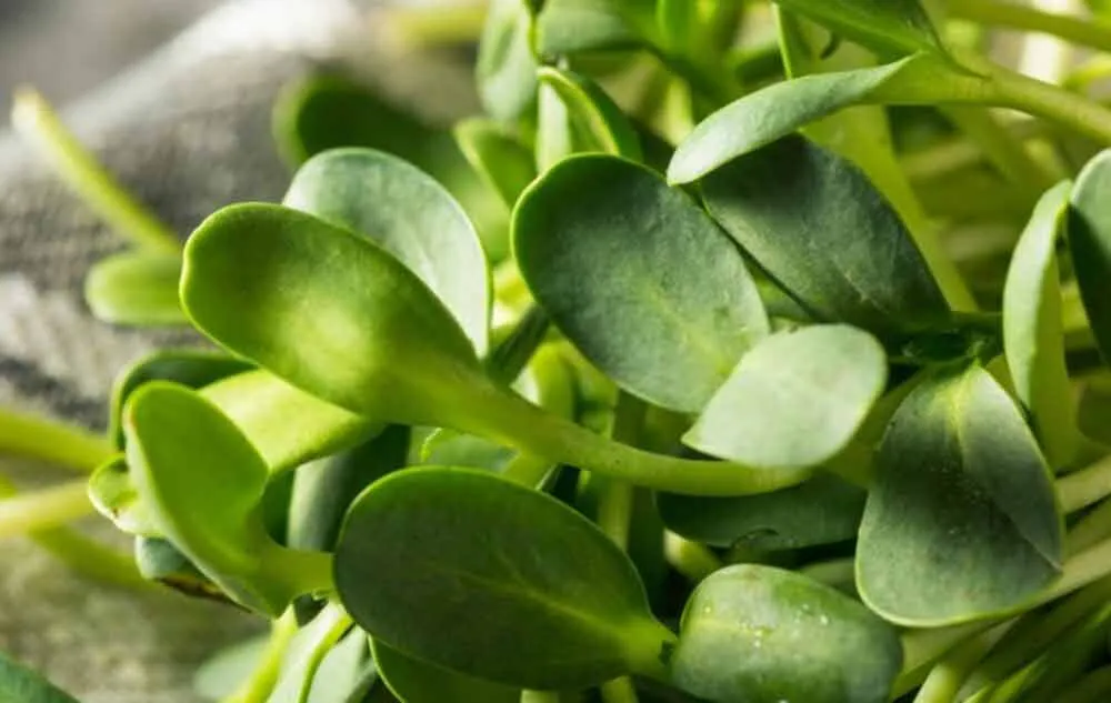 fresh sunflower microgreens