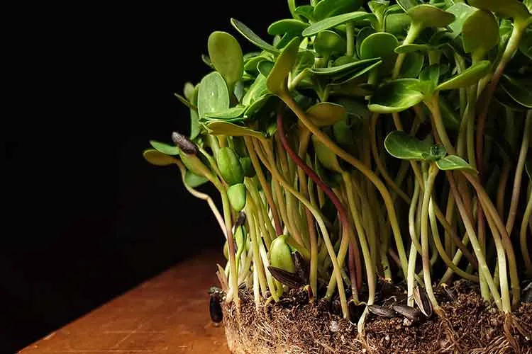 sunflower microgreens ready to harvest