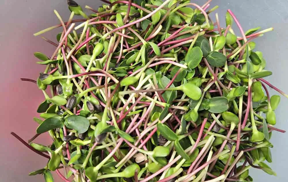 harvested sunflower in a bowl