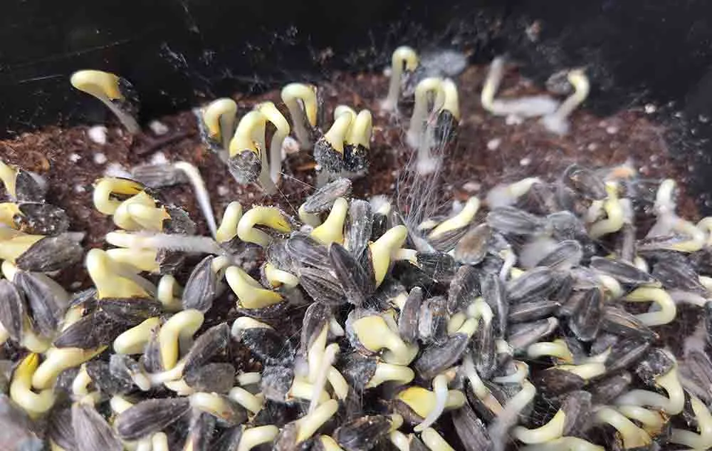mold on sunflower seeds