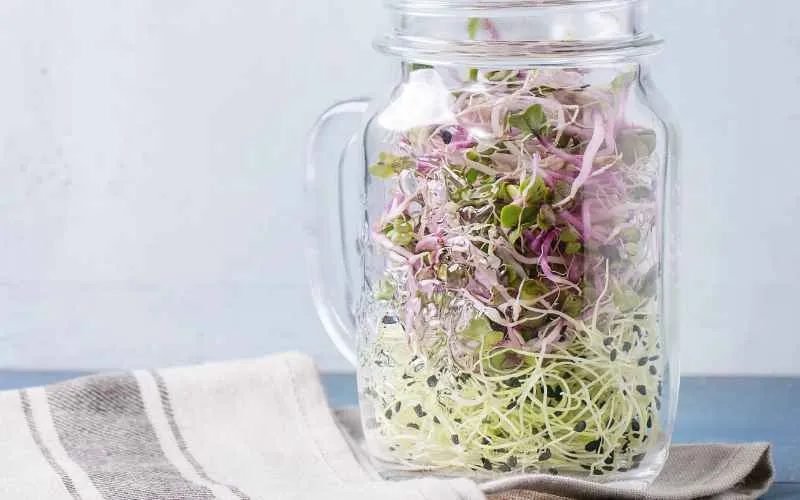 sprouting seeds jar