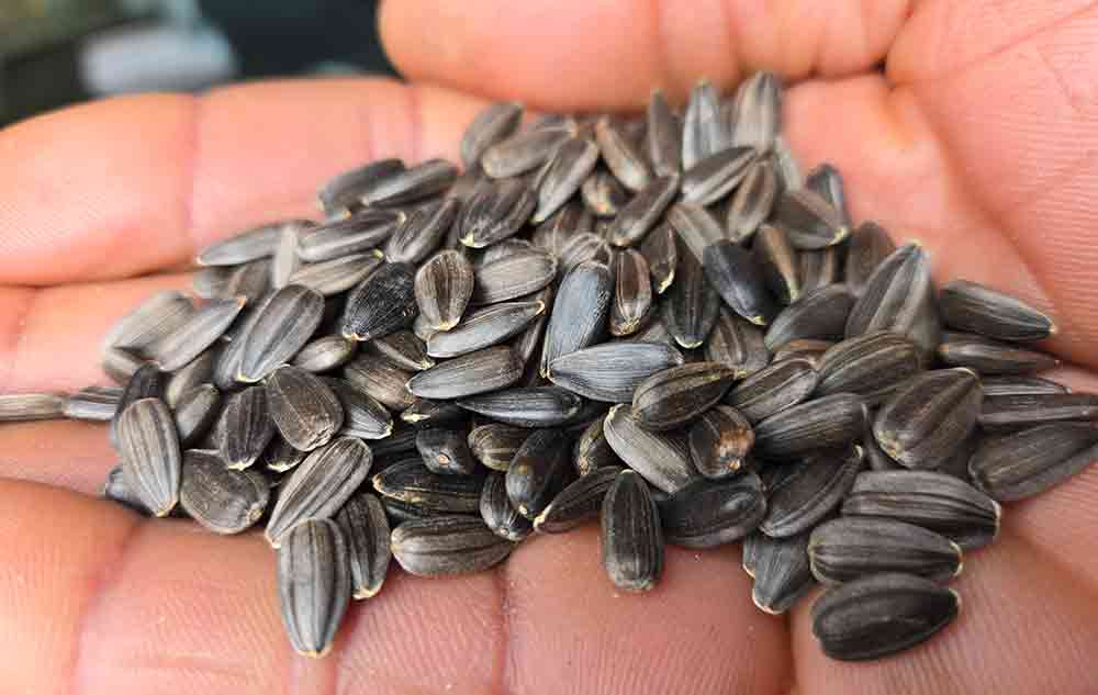 sunflower blackoil seeds