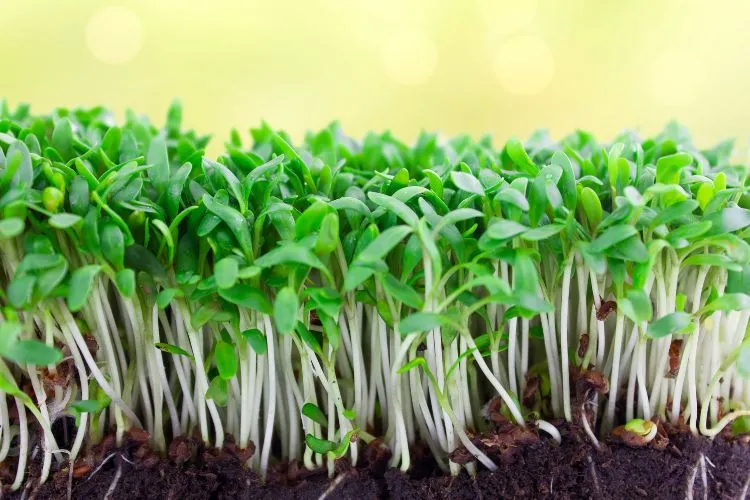 microgreens sprouting packed with nutrients