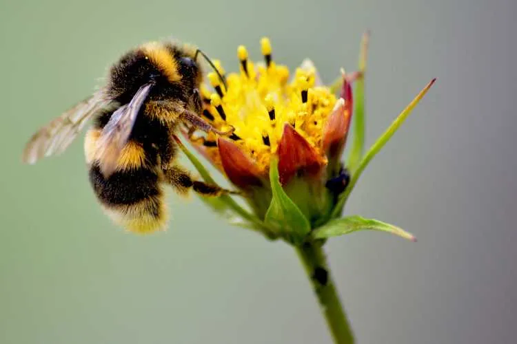 Bee Pollinator on a flower bloom