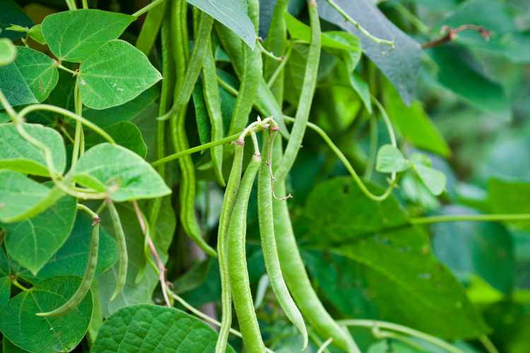 Bush Beans