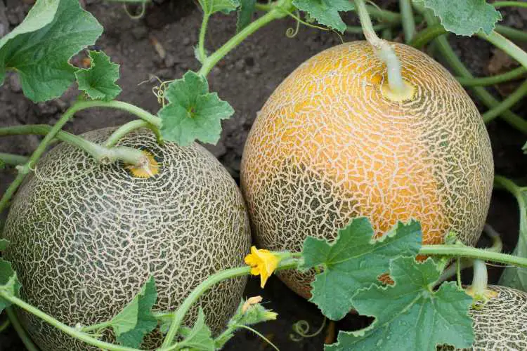 melon in garden
