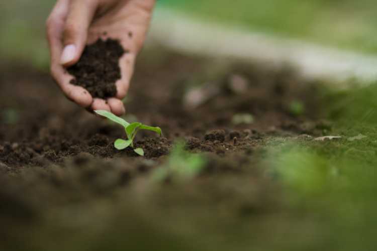 Vegetable Garden soil