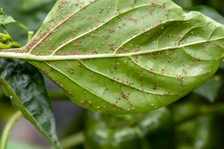 aphids infected leaf