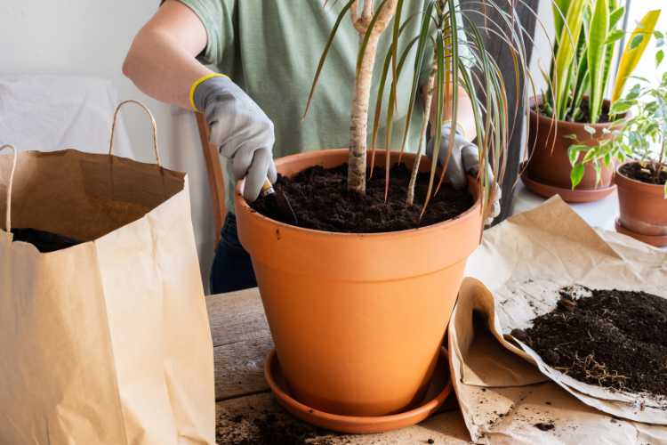 caring for potted plants