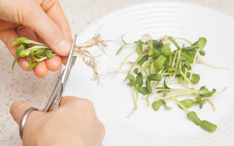 cut sunflower microgreens with scissors