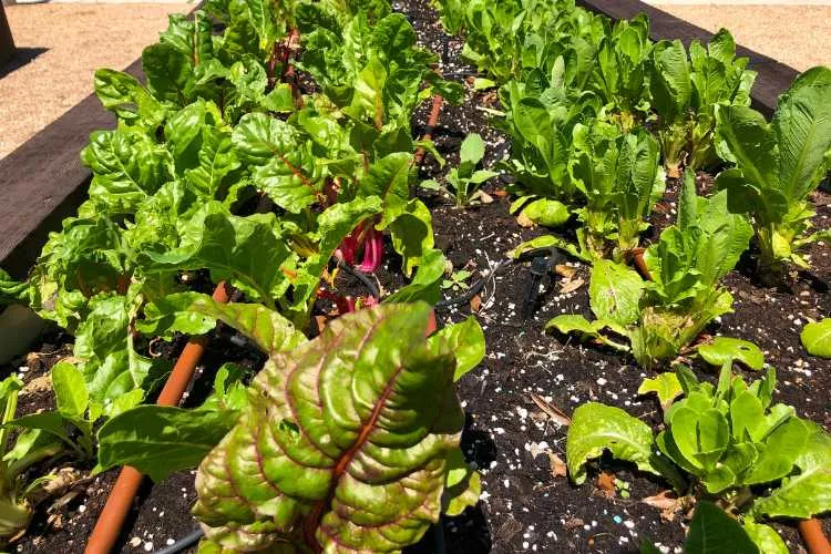 lettuce in raised-planter box