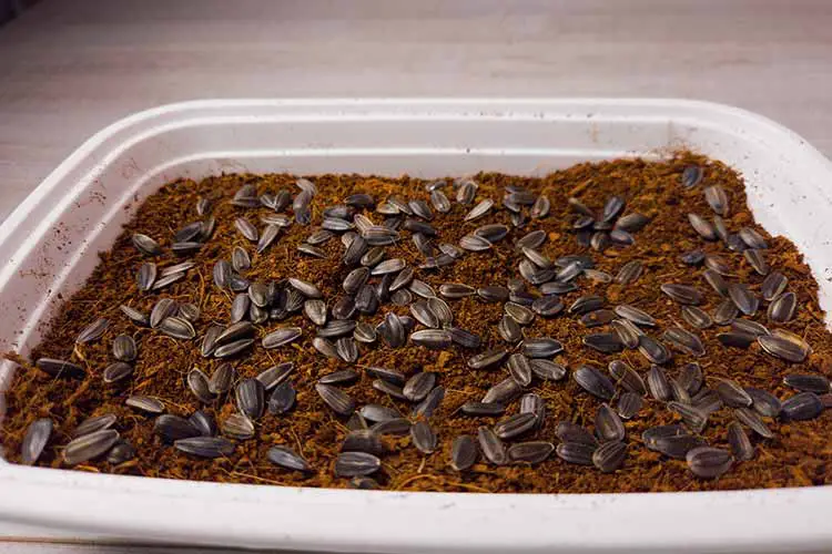 plant sunflower seeds