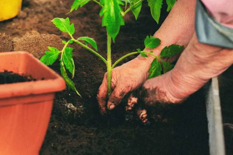 planting in garden bed