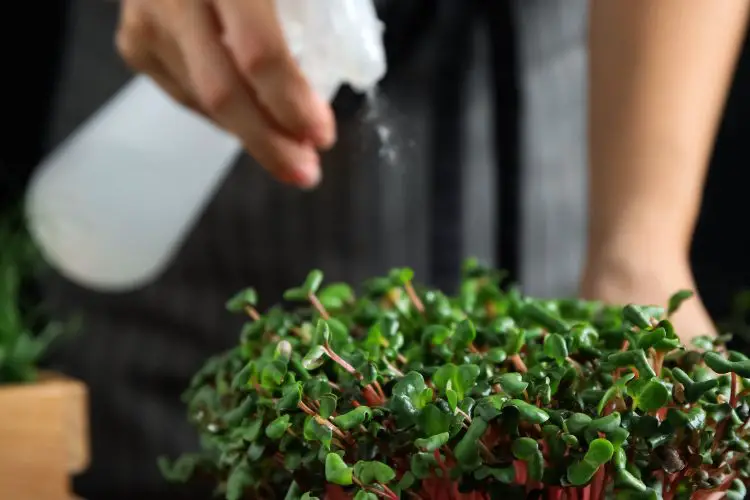 remove mold from microgreens