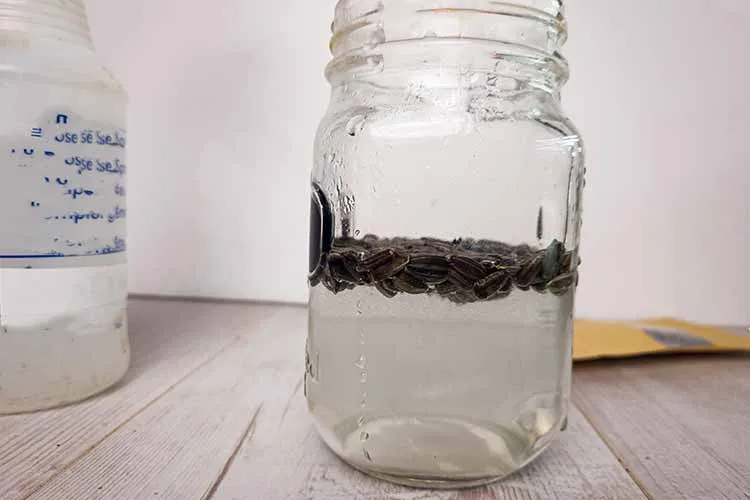 soak sunflower seeds