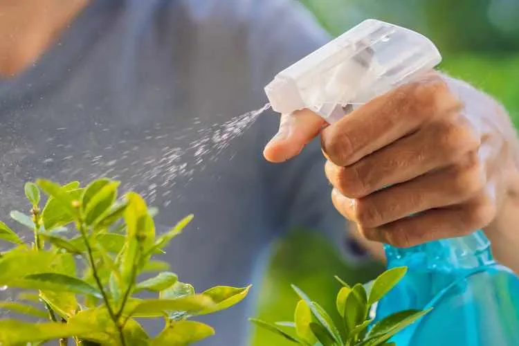 neem oil spray on lemon-plant