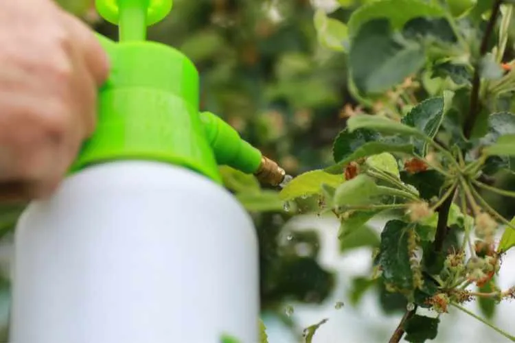 spray neem oil on plants