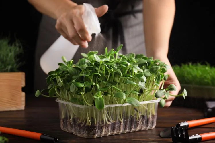 remove mold from microgreens
