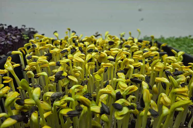 sunflower microgreen in the light