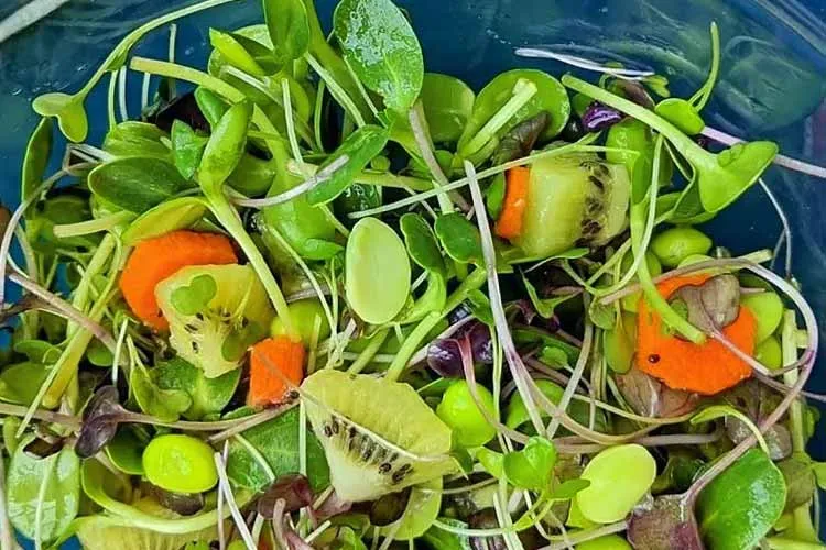 sunflower microgreen salad