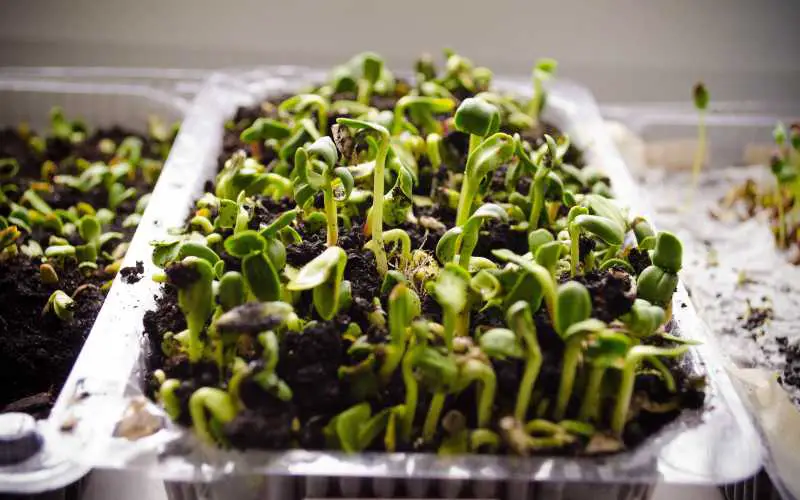 sunflower microgreens in muffin container
