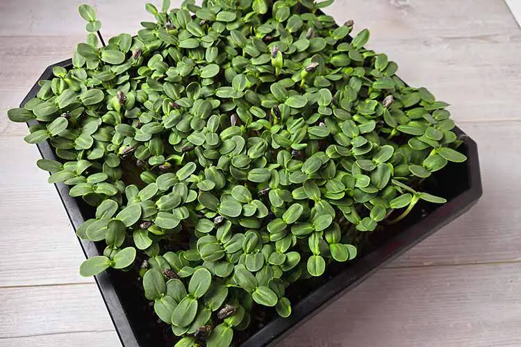 sunflower microgreens in tray