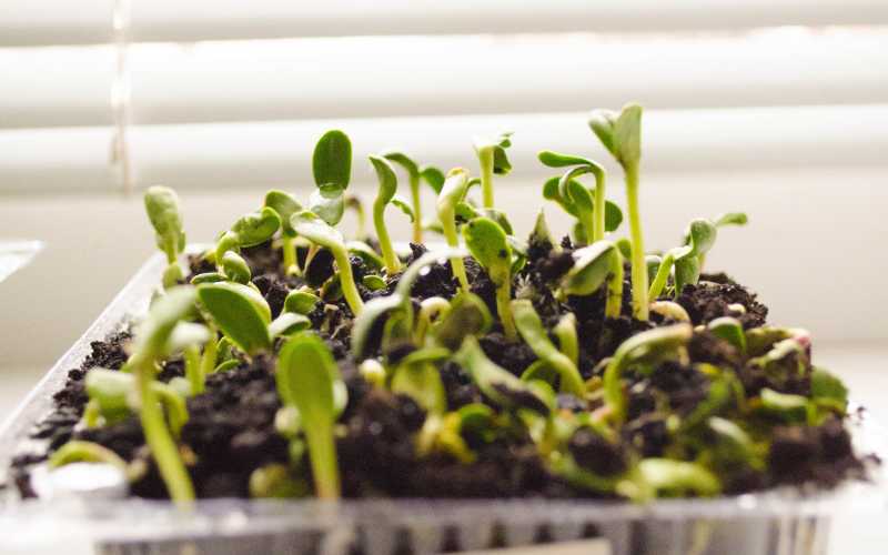 sunflower microgreens searching for light