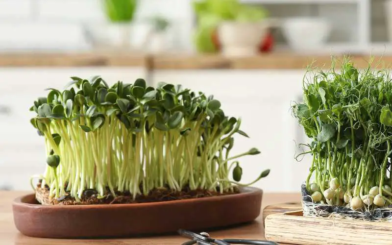 sunflower on counter