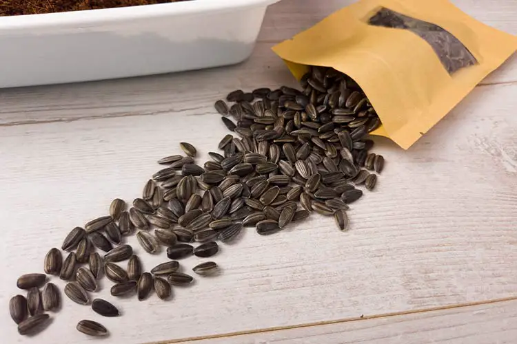 sunflower seeds