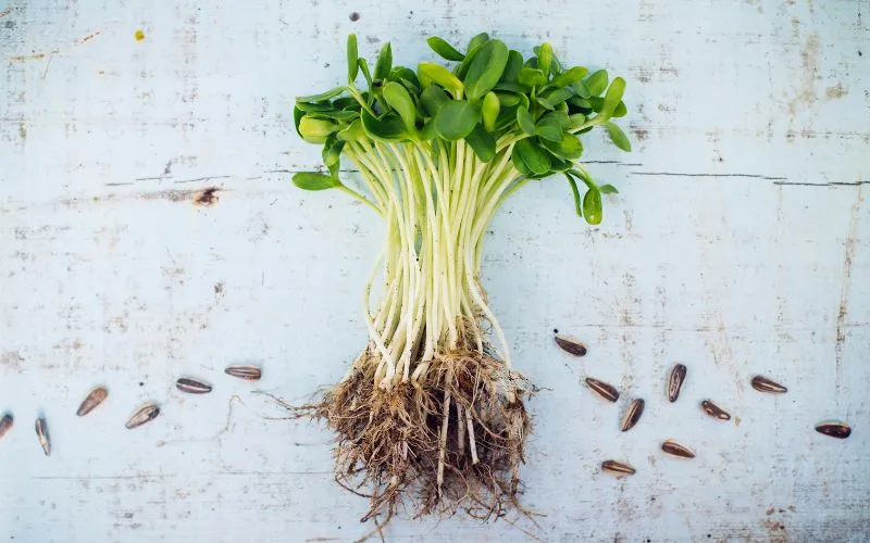 sunflower sprout from root to stem