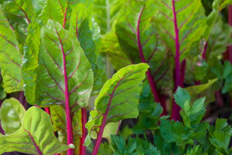 swiss chard