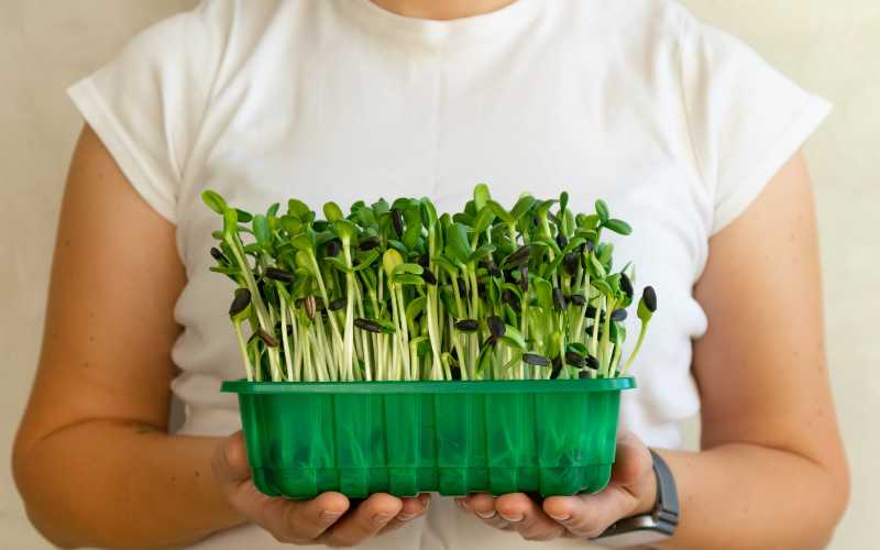 woman holding Sunflower Microgreens