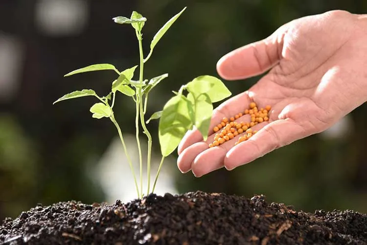 Fertilizing vegetable plant