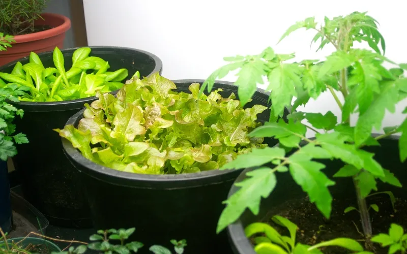 growing vegetables Indoor in pots