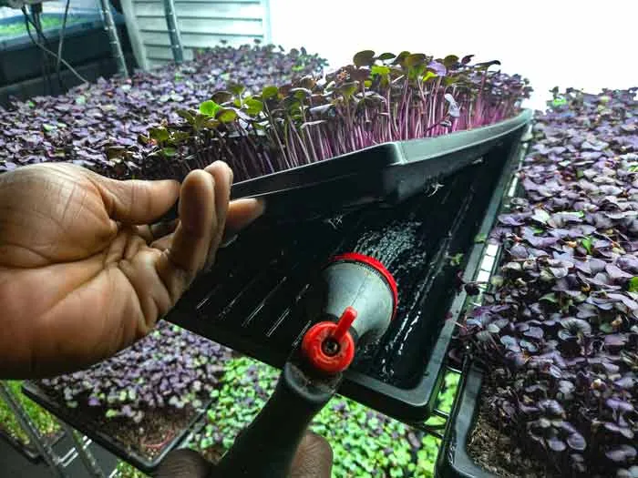 Watering Microgreens bottom tray